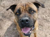 Femelle adulte de type Cane Corso robe sable à adopter