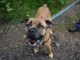 Femelle adulte de type Cane Corso robe sable à adopter