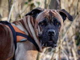 Femelle adulte de type Cane Corso robe sable à adopter
