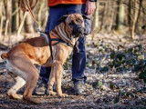 Femelle adulte de type Cane Corso robe sable à adopter