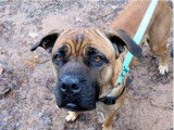 Femelle adulte de type Cane Corso robe sable à adopter