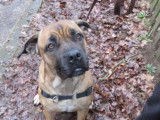 Femelle adulte de type Cane Corso robe sable à adopter