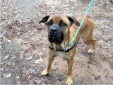 Femelle adulte de type Cane Corso robe sable à adopter