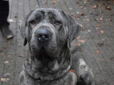 M&acirc;le adulte d'apparence Cane Corso 2 ans 1/2 disponible