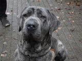 M&acirc;le adulte d'apparence Cane Corso 2 ans 1/2 disponible
