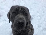 M&acirc;le adulte d'apparence Cane Corso 2 ans 1/2 disponible