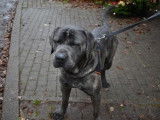 M&acirc;le adulte d'apparence Cane Corso 2 ans 1/2 disponible