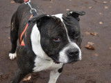 Mâle adulte de race American Staffordshire catégorie 2 à adopter