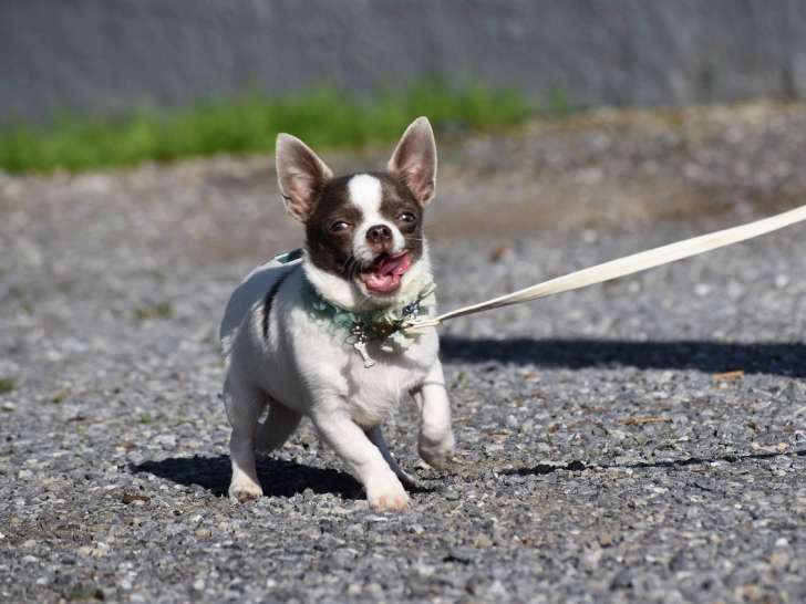 Magnifique Chihuahua poils courts avec pedigree FCI à vendre