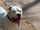 Mâle adulte de type dogue Argentin 6 ans 1/2 à adopter