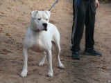 Mâle adulte de type dogue Argentin 6 ans 1/2 à adopter