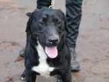 Mâle adulte croisé de type Labrador Retriever robe noire et blanche disponible