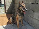 Mâle adulte croisé de type berger Allemand 14 ans à placer