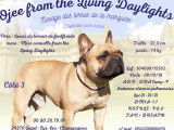 Bouledogue Fran&ccedil;ais disponible pour saillie