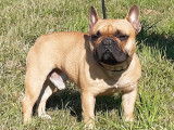 Bouledogue Fran&ccedil;ais disponible pour saillie