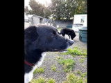 M&acirc;le adulte de type Border Collie 5 ans disponible