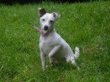 M&acirc;le adulte de type Jack Russel Terrier 4 ans robe blanche disponible