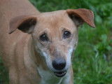 Femelle adulte croisée de type berger 10 ans 1/2 à adopter
