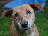 Femelle adulte croisée de type berger 10 ans 1/2 à adopter