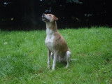 Femelle adulte croisée de type berger 10 ans 1/2 à adopter