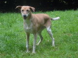 Femelle adulte croisée de type berger 10 ans 1/2 à adopter