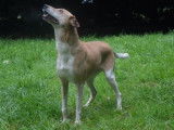 Femelle adulte croisée de type berger 10 ans 1/2 à adopter