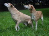 Femelle adulte croisée de type berger 10 ans 1/2 à adopter