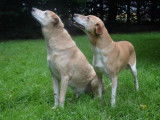 Femelle adulte croisée de type berger 10 ans 1/2 à adopter