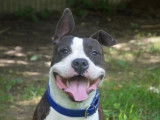 Femelle adulte 4 ans de type American Staffordshire catégorie 2 disponible