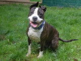 Femelle adulte 4 ans de type American Staffordshire catégorie 2 disponible