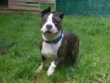 Femelle adulte 4 ans de type American Staffordshire catégorie 2 disponible