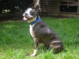 Femelle adulte 4 ans de type American Staffordshire catégorie 2 disponible