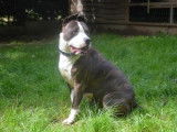 Femelle adulte 4 ans de type American Staffordshire catégorie 2 disponible
