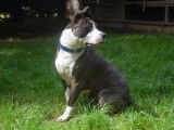 Femelle adulte 4 ans de type American Staffordshire catégorie 2 disponible