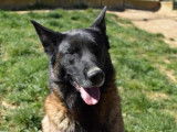 Mâle adulte de type berger Belge Malinois 9 ans à placer