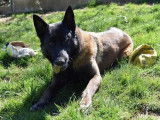 Mâle adulte de type berger Belge Malinois 9 ans à placer