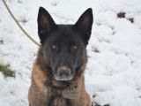 Mâle adulte de type berger Belge Malinois 9 ans à placer
