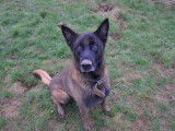 Mâle adulte de type berger Belge Malinois 9 ans à placer