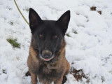 Mâle adulte de type berger Belge Malinois 9 ans à placer