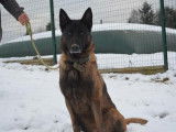 Mâle adulte de type berger Belge Malinois 9 ans à placer