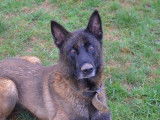 Mâle adulte de type berger Belge Malinois 9 ans à placer