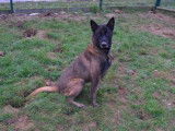 Mâle adulte de type berger Belge Malinois 9 ans à placer