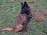 Mâle adulte de type berger Belge Malinois 9 ans à placer