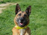 Femelle adulte 9 ans de type berger Belge Malinois à placer