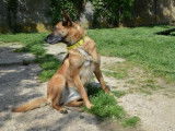 Femelle adulte 9 ans de type berger Belge Malinois à placer