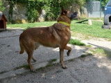 Femelle adulte 9 ans de type berger Belge Malinois à placer