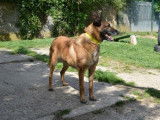 Femelle adulte 9 ans de type berger Belge Malinois à placer
