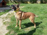 Femelle adulte 9 ans de type berger Belge Malinois à placer
