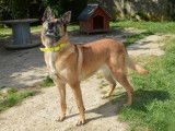 Femelle adulte 9 ans de type berger Belge Malinois à placer