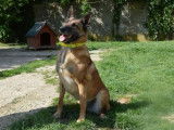 Femelle adulte 9 ans de type berger Belge Malinois à placer